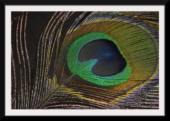 "Peacock feather"