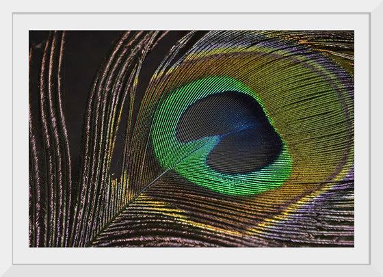 "Peacock feather"