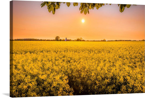 “Rapeseed Field” is a breathtaking print that captures the golden embrace of a blossoming rapeseed field kissed by the tender hues of sunset. The image showcases a vast rapeseed field in full bloom, with countless yellow flowers creating an almost endless sea of vibrant color.