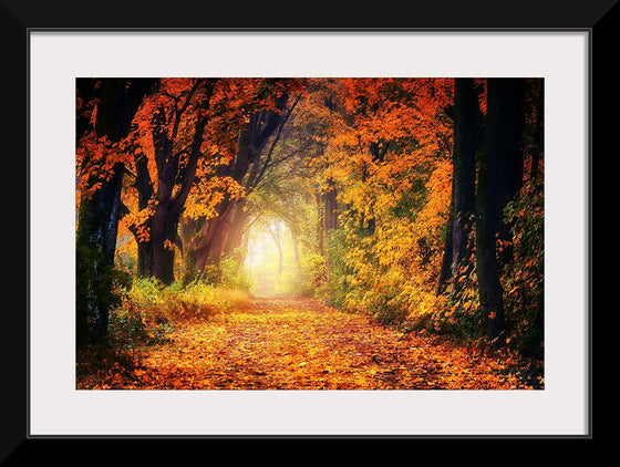 "Forest View in Autumn"