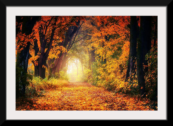 "Forest View in Autumn"