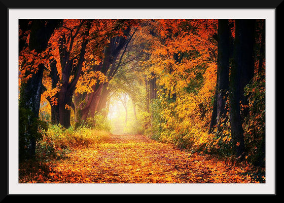 "Forest View in Autumn"