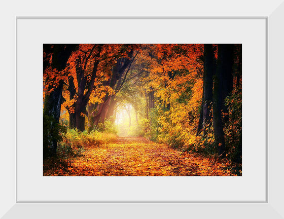 "Forest View in Autumn"