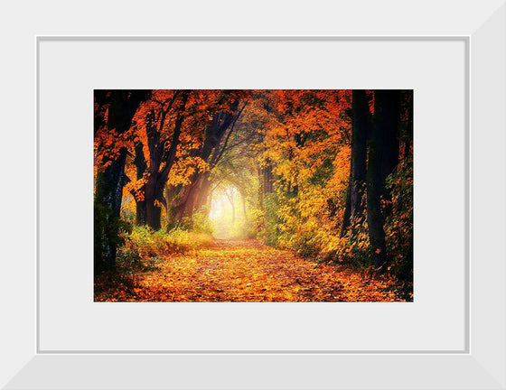 "Forest View in Autumn"