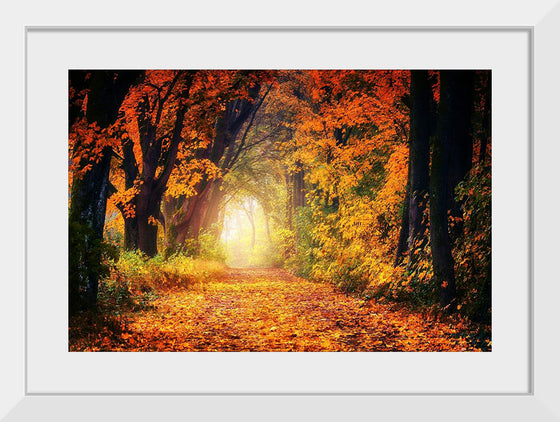 "Forest View in Autumn"