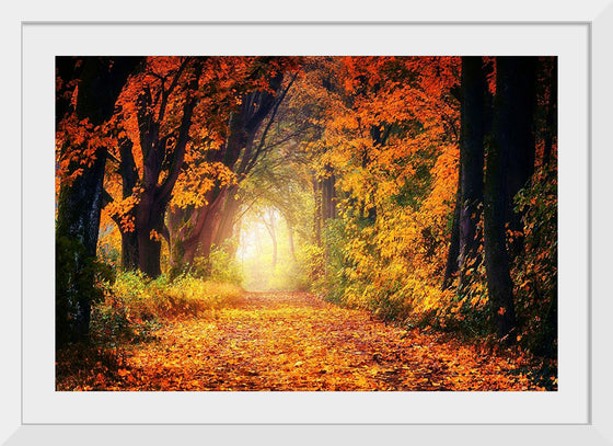 "Forest View in Autumn"