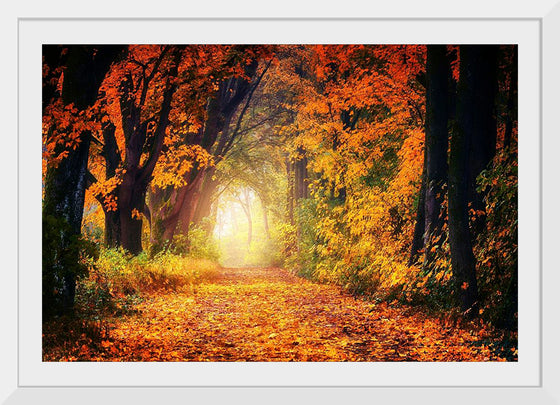 "Forest View in Autumn"