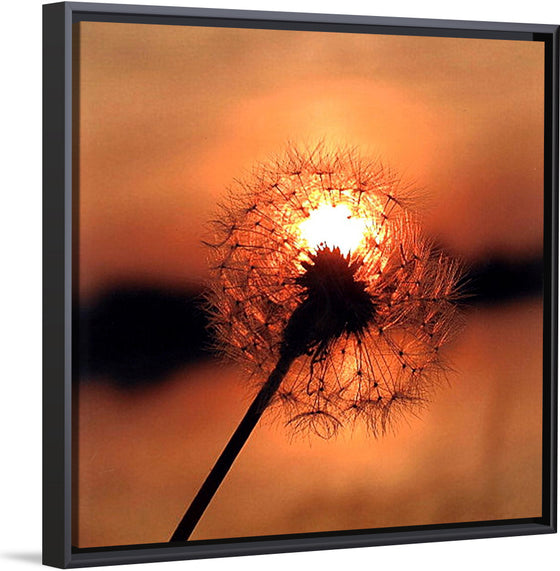 "Dandelion at Sunset"