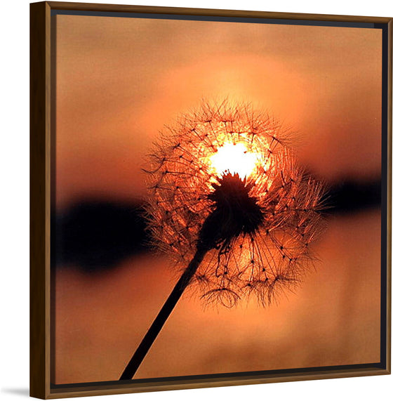 "Dandelion at Sunset"