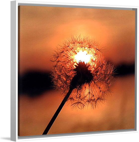 "Dandelion at Sunset"