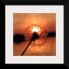 "Dandelion at Sunset"