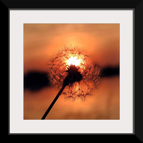 "Dandelion at Sunset"