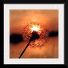 "Dandelion at Sunset"