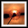 "Dandelion at Sunset"