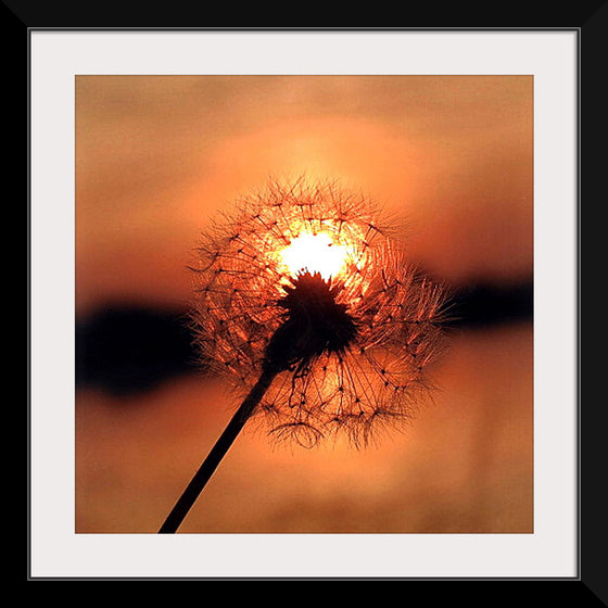 "Dandelion at Sunset"