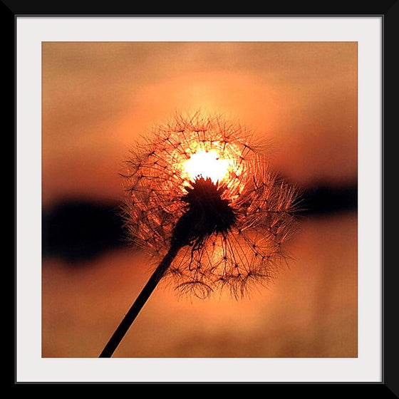 "Dandelion at Sunset"