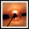 "Dandelion at Sunset"