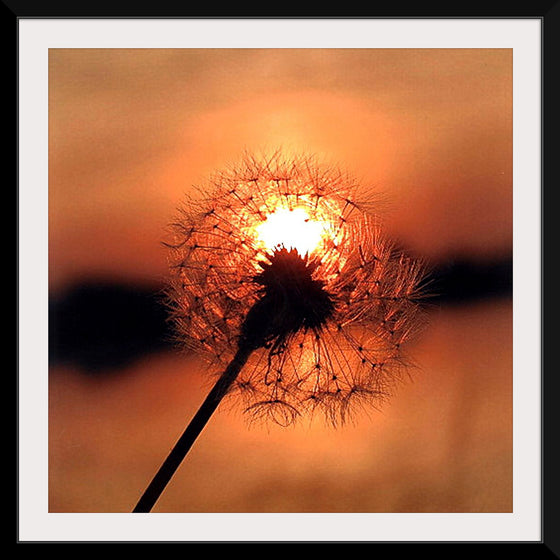 "Dandelion at Sunset"