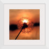 "Dandelion at Sunset"