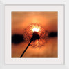 "Dandelion at Sunset"