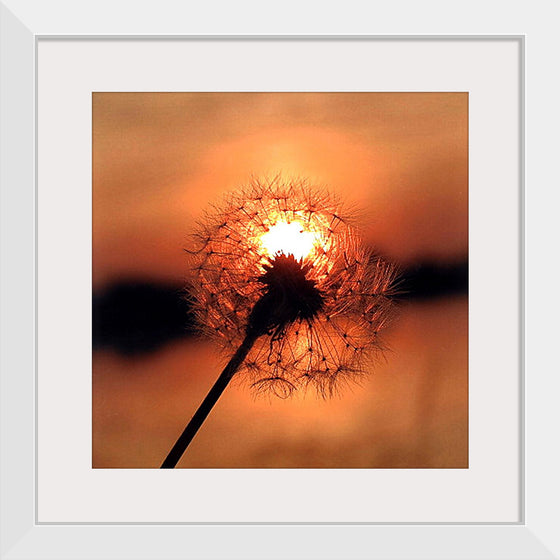 "Dandelion at Sunset"