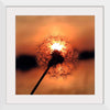 "Dandelion at Sunset"