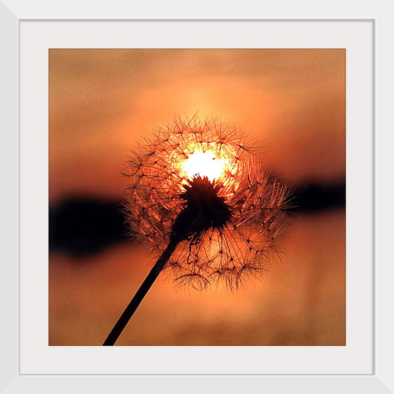 "Dandelion at Sunset"