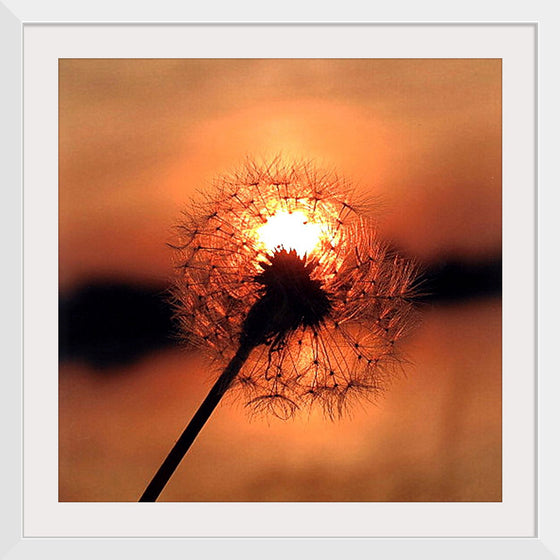 "Dandelion at Sunset"