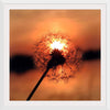 "Dandelion at Sunset"