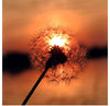 "Dandelion at Sunset"