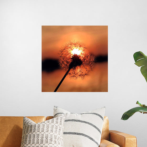 "Dandelion at Sunset"