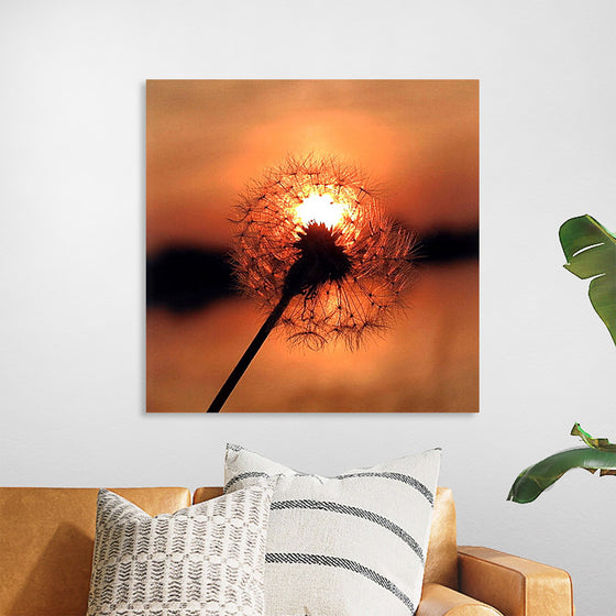 "Dandelion at Sunset"