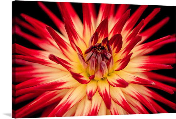 Immerse yourself in the vibrant allure of this exquisite art print, capturing the mesmerizing dance of radiant petals that seem to burst into life. Each stroke of red and yellow hues, meticulously captured, paints a symphony of warmth and energy. 