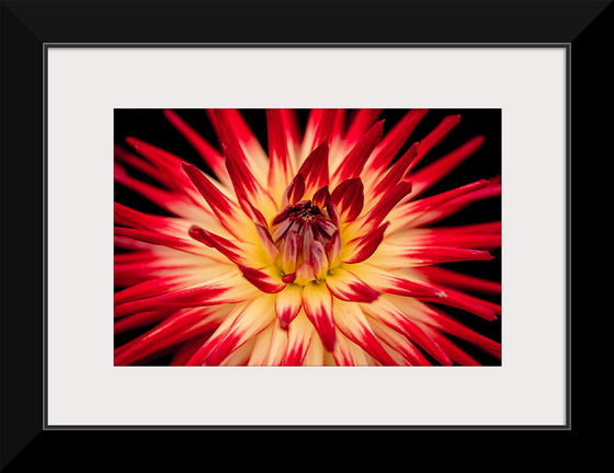 "Radiant Dahlia Flower Paul Morris"