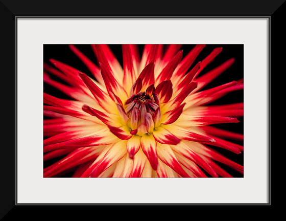 "Radiant Dahlia Flower Paul Morris"