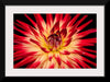 "Radiant Dahlia Flower Paul Morris"