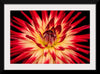 "Radiant Dahlia Flower Paul Morris"