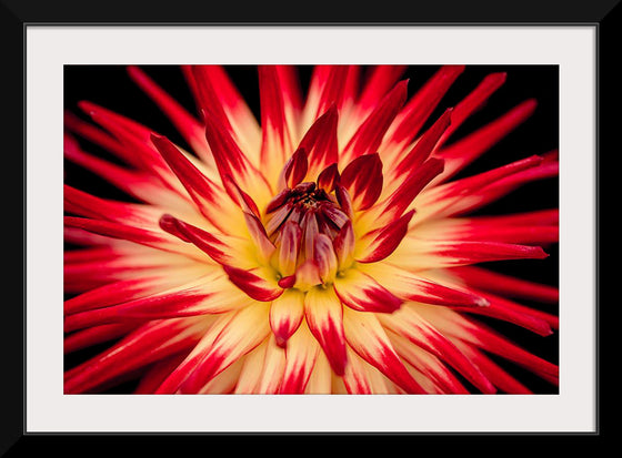 "Radiant Dahlia Flower Paul Morris"