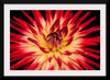 "Radiant Dahlia Flower Paul Morris"