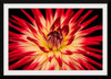 "Radiant Dahlia Flower Paul Morris"