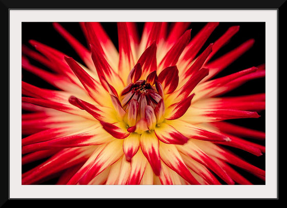 "Radiant Dahlia Flower Paul Morris"