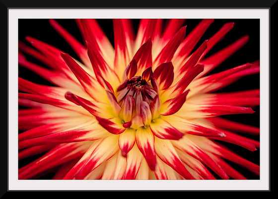 "Radiant Dahlia Flower Paul Morris"