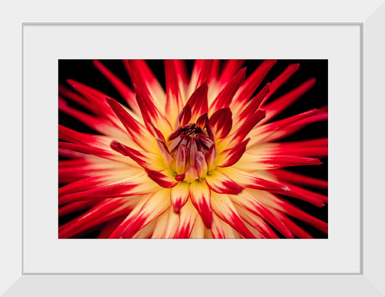 "Radiant Dahlia Flower Paul Morris"