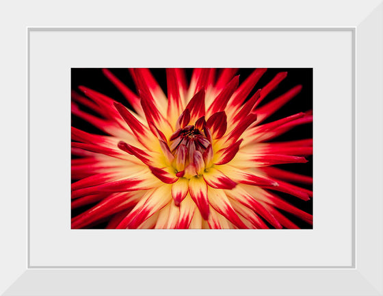 "Radiant Dahlia Flower Paul Morris"