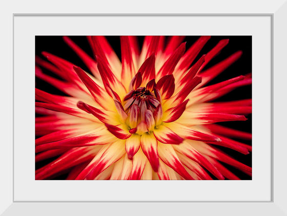 "Radiant Dahlia Flower Paul Morris"