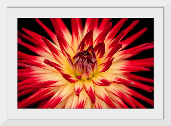 "Radiant Dahlia Flower Paul Morris"