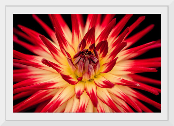 "Radiant Dahlia Flower Paul Morris"