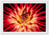 "Radiant Dahlia Flower Paul Morris"