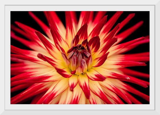 "Radiant Dahlia Flower Paul Morris"