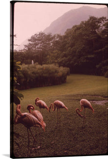  “Paradise Park” is a stunning artwork that captures the essence of nature’s beauty. The print features a serene landscape where lush greenery and misty mountains coexist in perfect harmony. The focal point of the artwork is a group of five elegant flamingos foraging on the verdant grounds, their pink hues contrasting beautifully against the rich greenery. 